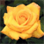 1441.gif